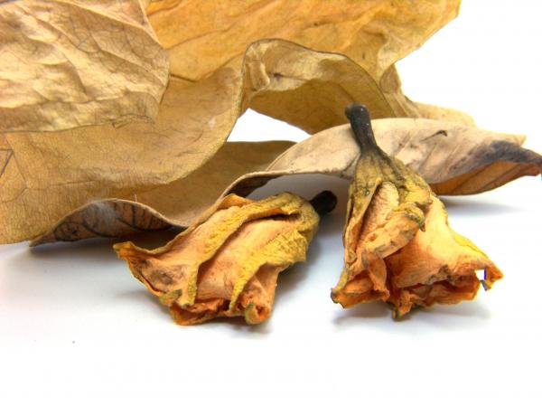 Dead Leafs