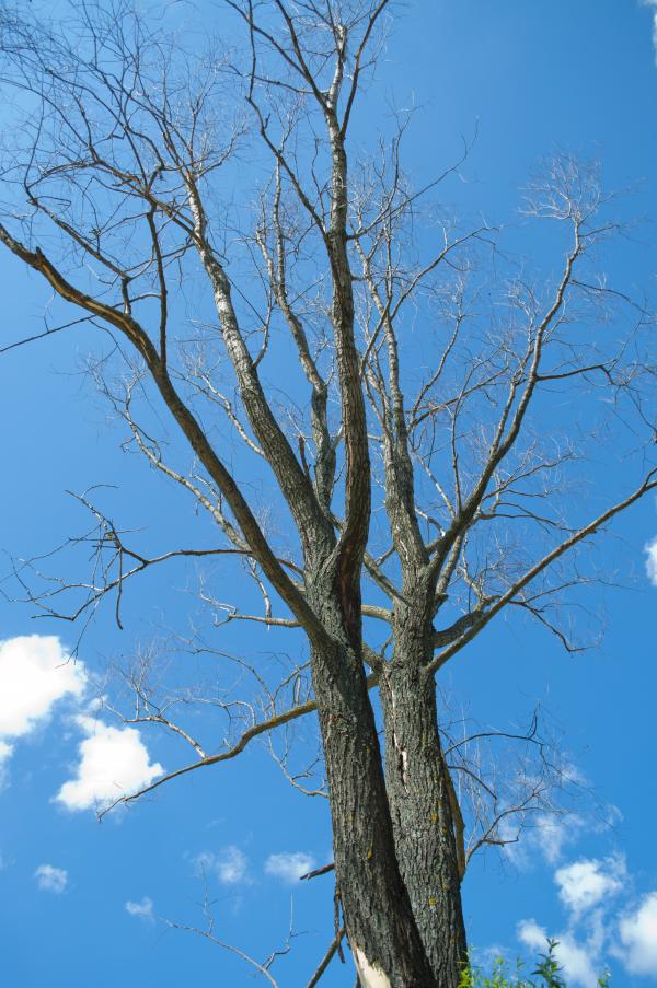 Dead tree