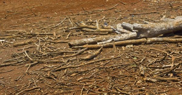 Dead Tree