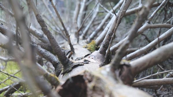 Dead Tree