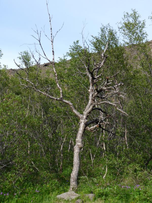 Dead tree