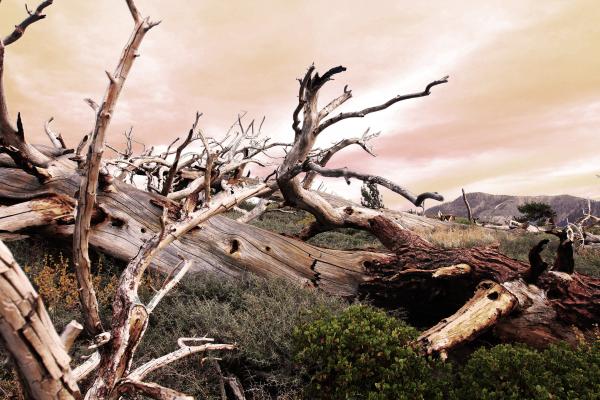 Dead Wood