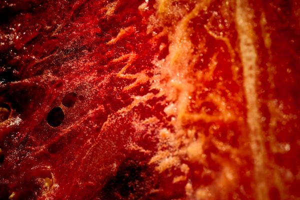 Decaying Flesh
