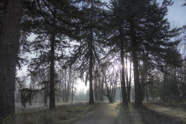 December walk by the trees