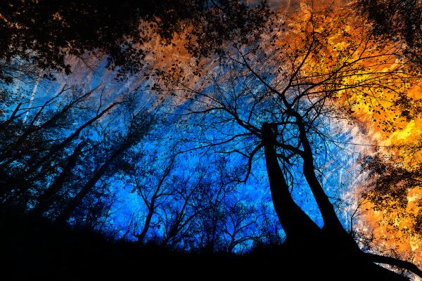 Deep Forest Impact
