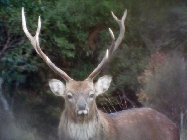 Deer