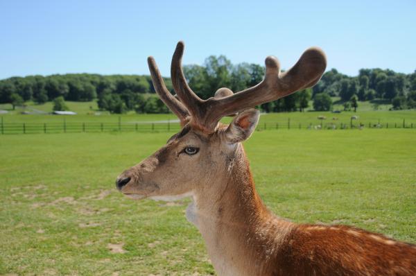 Deer