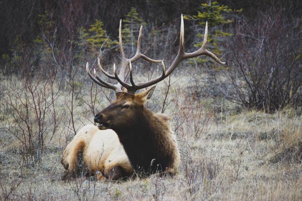 Deer