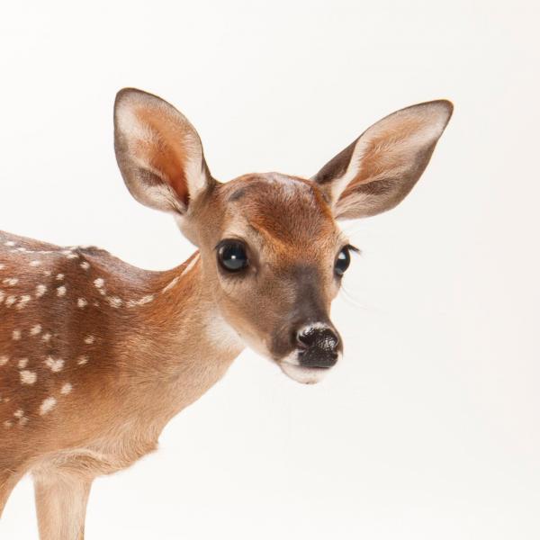 White Tailed Doe