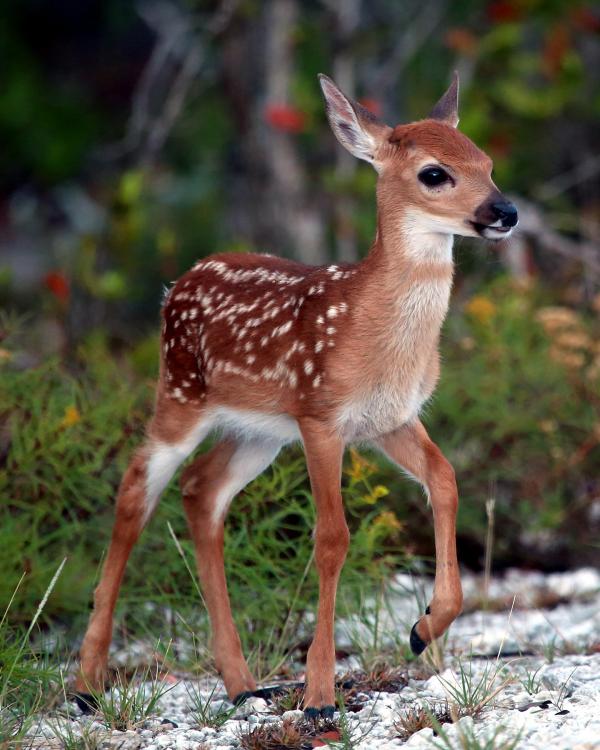 Deer