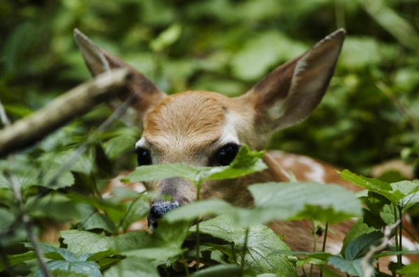 Deer Alone