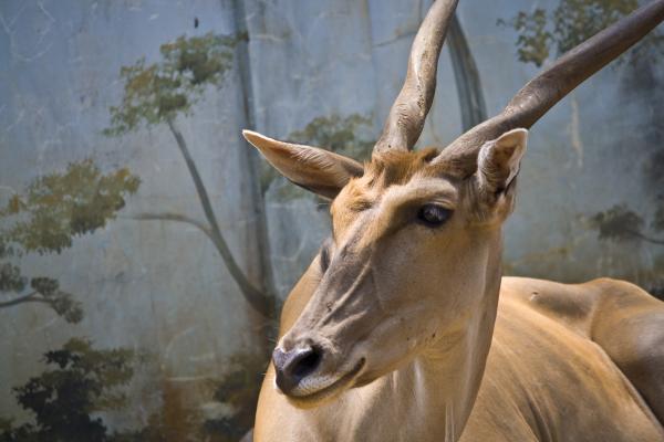 Deer Buck