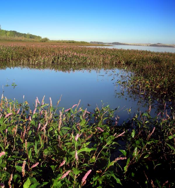Deer Flat Wetlands