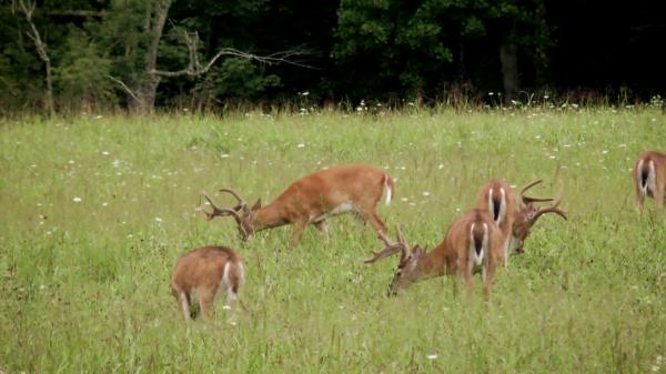 Wild Deer