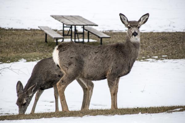 Deer in Snow, Eastern Oregon