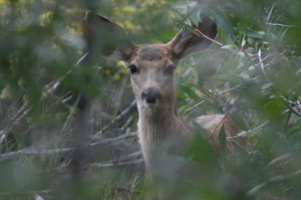 Deer in woods