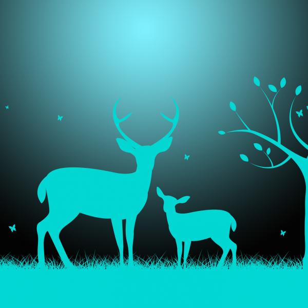 Deer Wildlife Indicates Night Time And Darkness