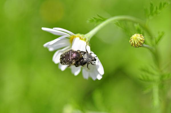 Defoliating the Daisy