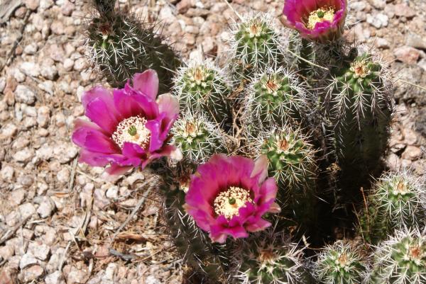 Desert flower cactus