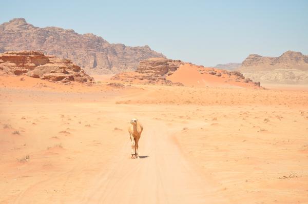 Desert Landscape