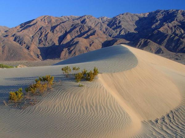 Desert Landscape