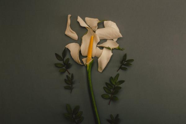 destroyed flower