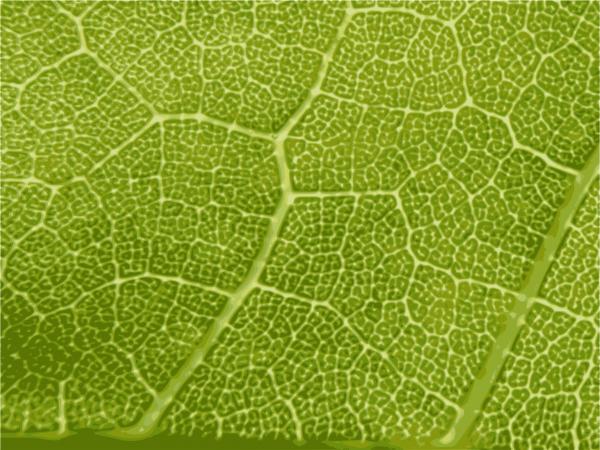 Leaf closeup