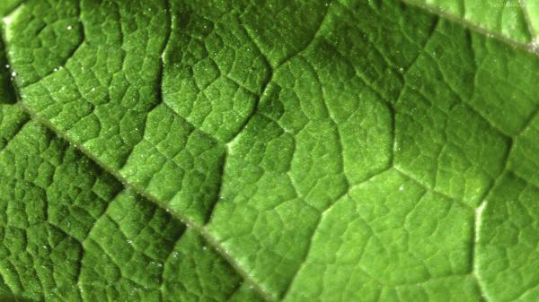 Detailed Leave Texture