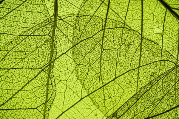 Green Leaf Texture