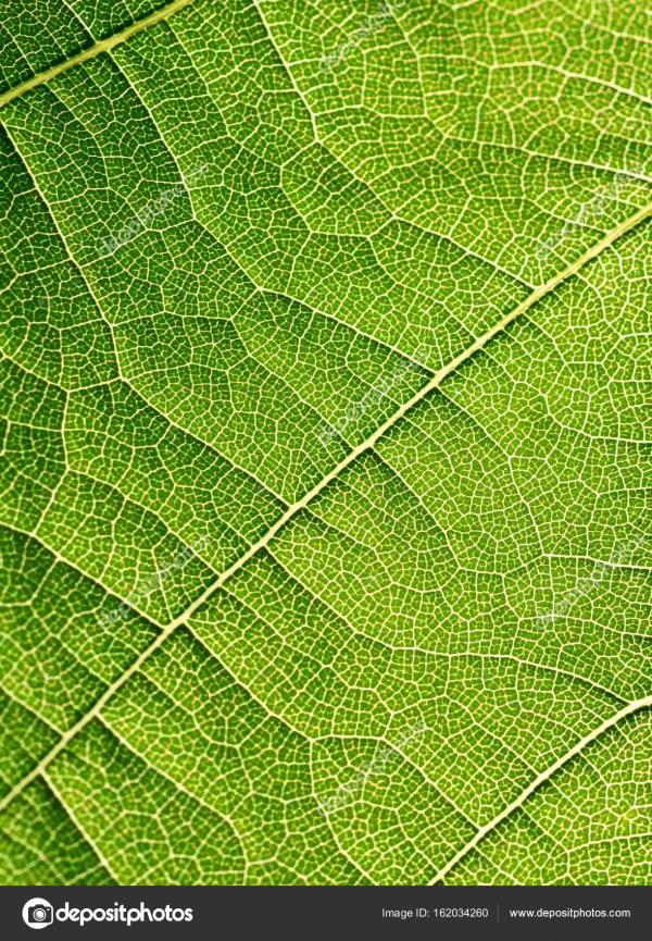 Green Leaf Texture