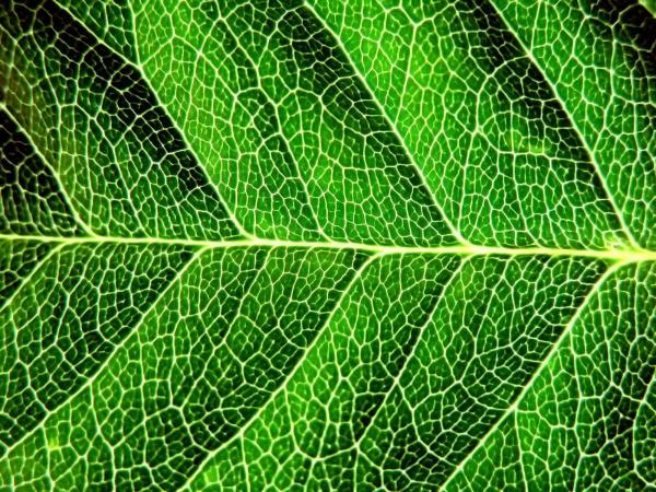 Green Leaf Texture