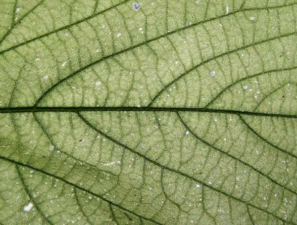 Detailed Leave Texture