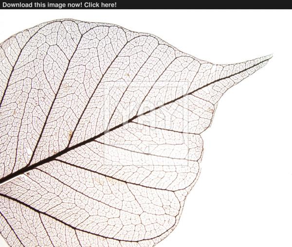 Detailed Leave Texture