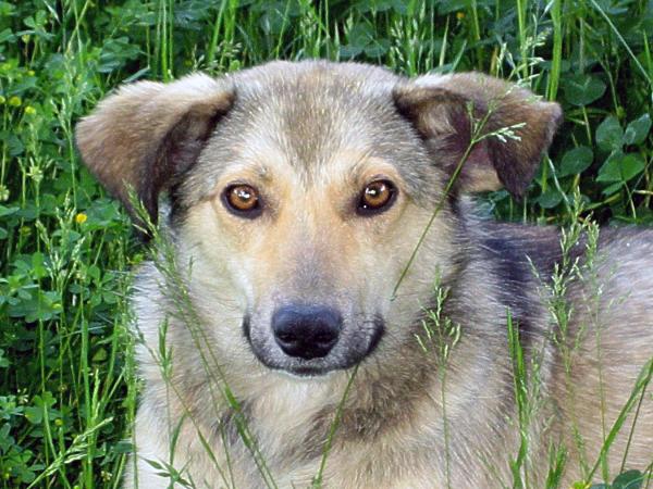 Devoted as a dog