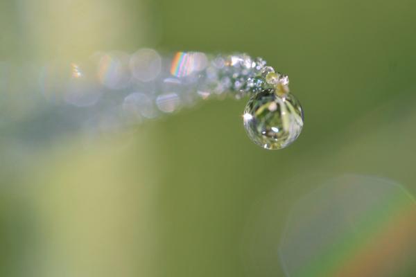 Dew