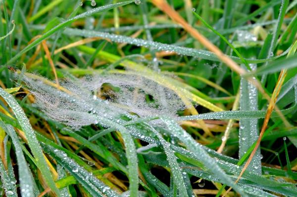 Dew