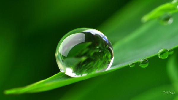 Dewdrops