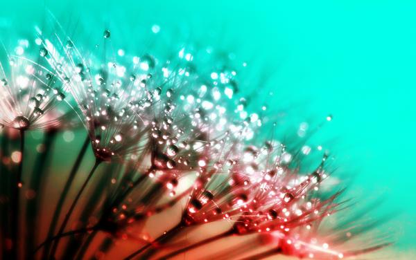 Dew Drops on Dandelions - Abstract