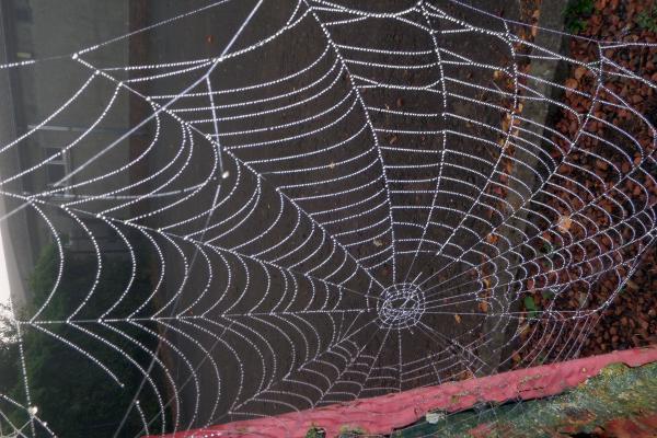 Dew drops on spider's web