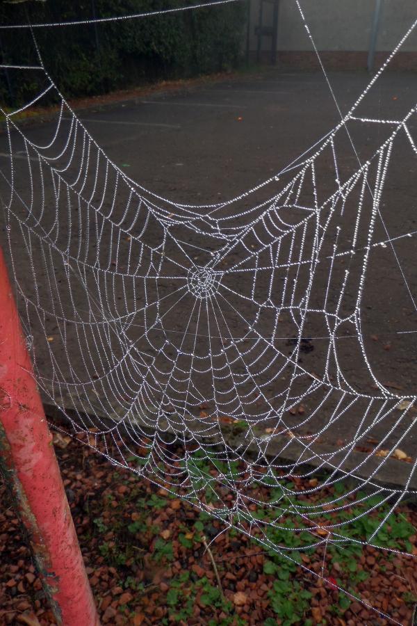 Dew drops on spider's web