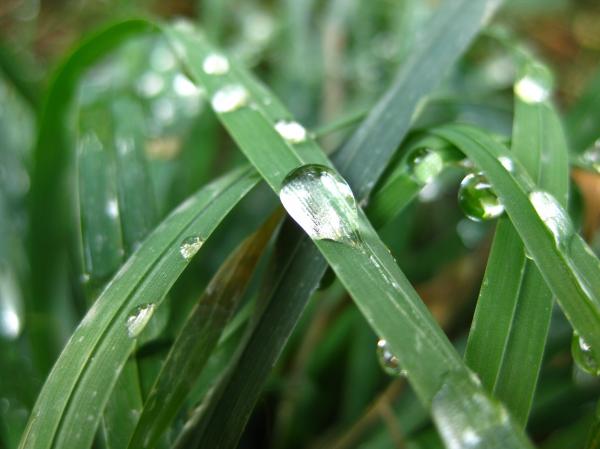 Dew on grass blade