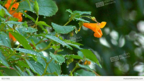 DewDrops &amp; Blossoms