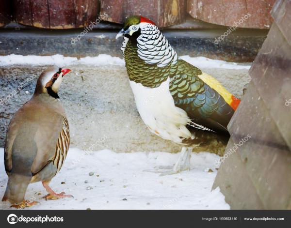 Diamond Pheasant