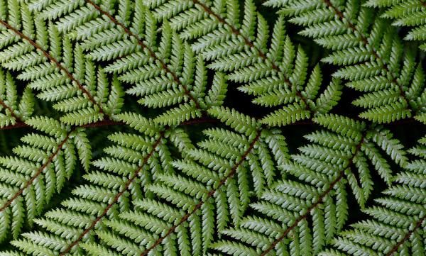 Dicksonia squarrosa Wheki. NZ Fern.