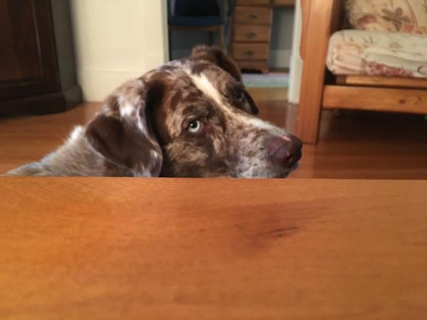 Did Someone Say Walk?