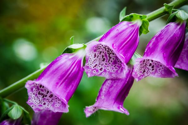 Digitalis