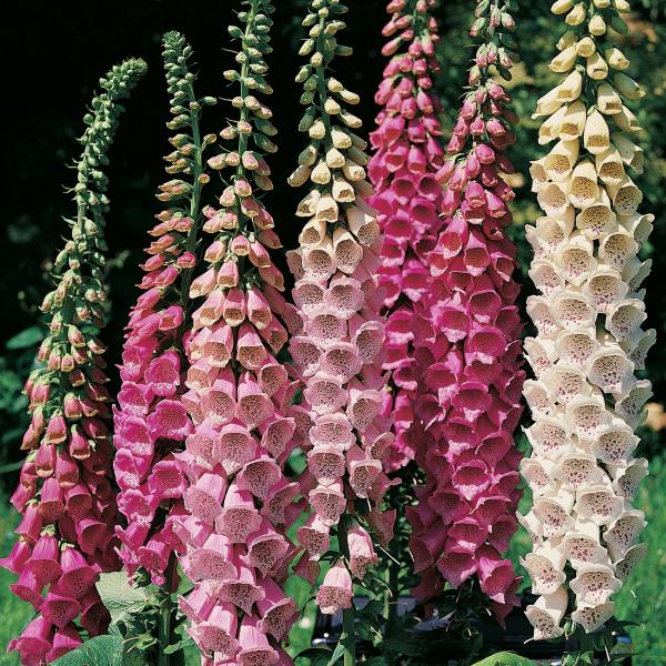 Foxgloves