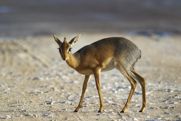 Kirks Dik Dik