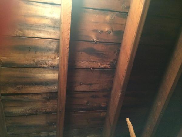 Discoloured wood