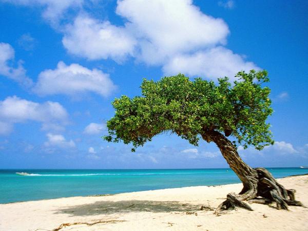 Divi Divi Tree